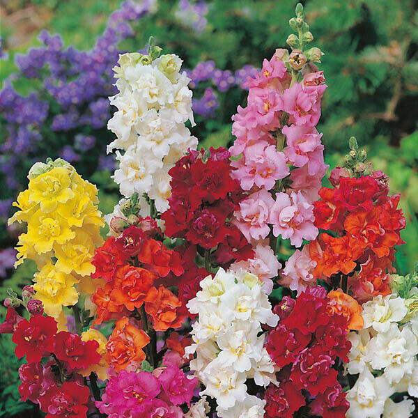 plant snapdragon seeds 200 Double Mix Snapdragon Seeds Flower Perennial Flowers Seed 310 US S – Green River Seeds