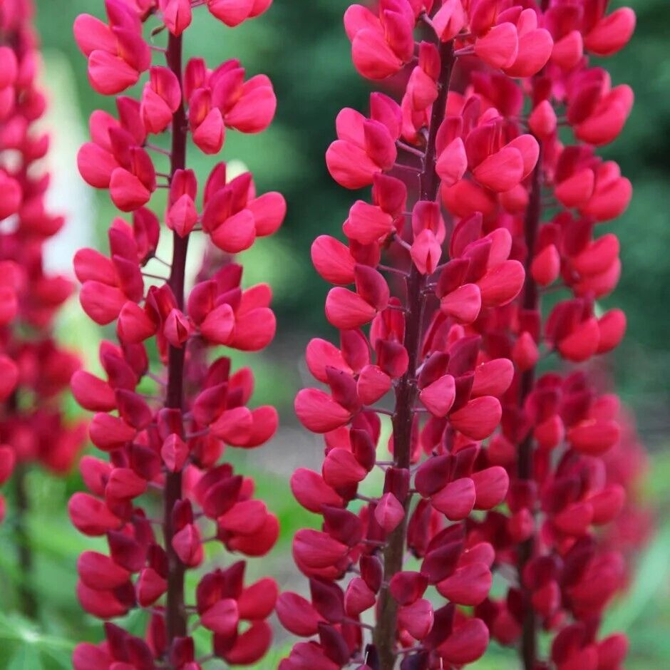 Green River 25 The Page Lupine Seeds - Vibrant Spiky Blooms, Fast Growing Perennials, Premium Seeds, Decor Decoratives Thrives in Cool Climates, Spring Full Sun