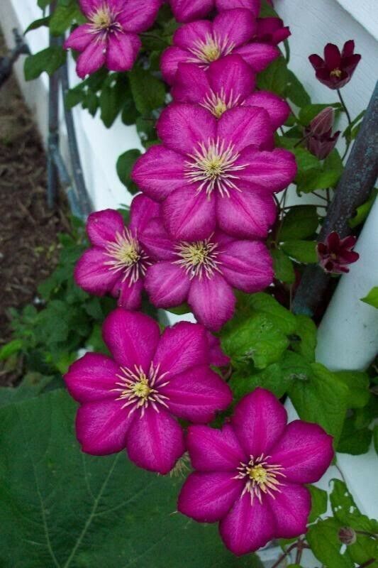 Green River Magenta Clematis Seeds - 25 Flower Seed Pack, Perennial Climbing Vine, Dried Clematis Plant Seeds for Fences and Trellises, All Seasons, USDA Zones 4-9