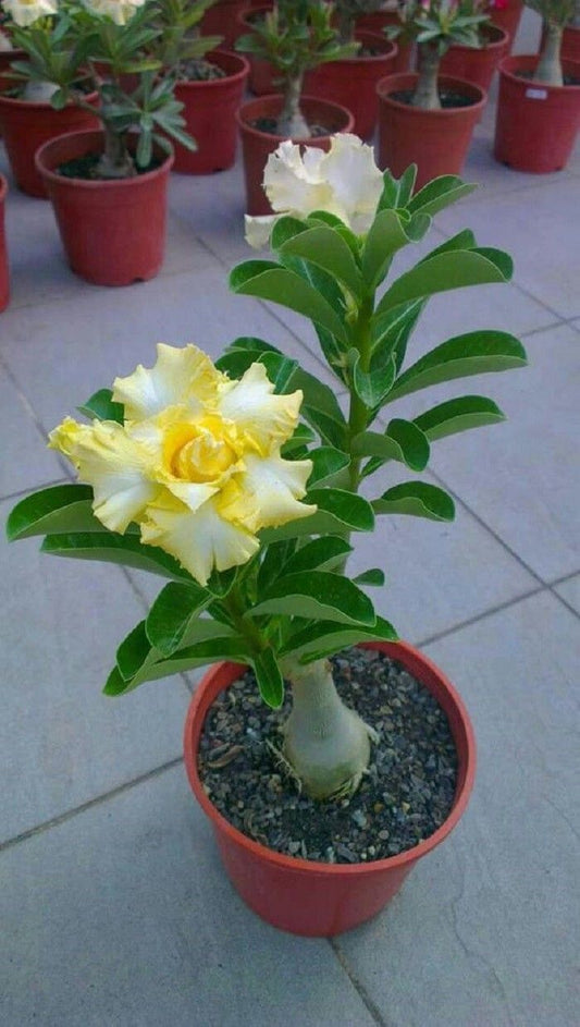 Green River 4 Rare Yellow White Desert Rose Seeds - Premium Exotic Succulent Flower Seeds for Indoor Pots Bonsai & Tropical Decor Drought-Tolerant, Easy to Grow Unique Trunk, Premium Seed Pack for Collectors