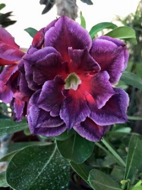 succulent with magenta flower Green River 4 Fushia Magenta Desert Rose Seeds
