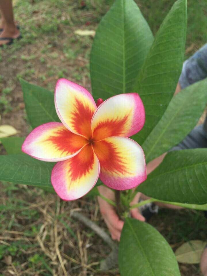 Green River 5 Orange Yellow Pink Plumeria Seeds - Flower Seed Pack, Premium Tropical Blooms, Fragrant Perennial Plants for Garden Charm, Ideal for Leis and Containers