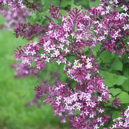 Green River 25 Fandango Lilac Seeds - Fragrant Spring Bloomers for Garden & Decor Decoratives - Premium Seeds, Heirloom Variety for Pollinator Gardens