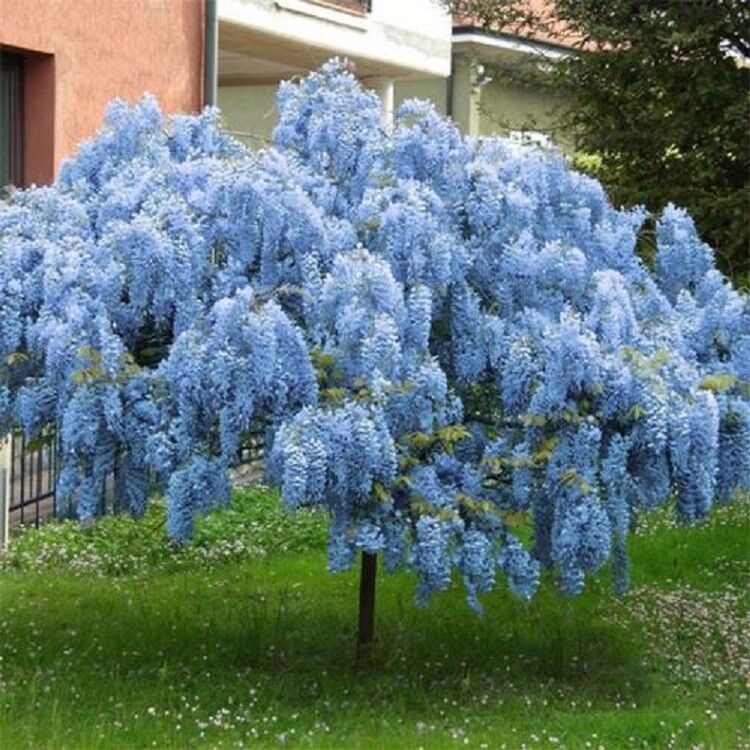 Green River 5 Blue Chinese Wisteria Seeds - Premium Climbing Vine Seeds for Bonsai & Decor, Rare Fragrant Blooms, Full Sun, Up to 30 ft Tall