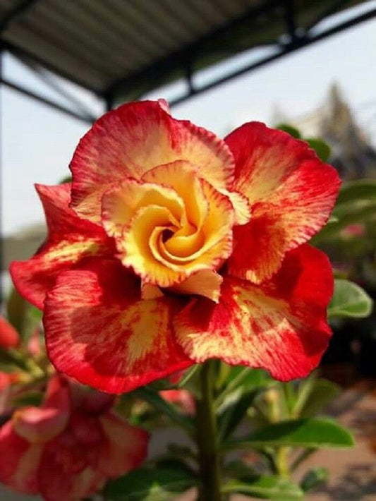 Green River 4 Red Orange Desert Rose Seeds - Premium Exotic Succulent Flower Seeds for Indoor Pots Bonsai & Tropical Decor Drought-Tolerant, Easy to Grow Unique Trunk, Premium Seed Pack for Collectors
