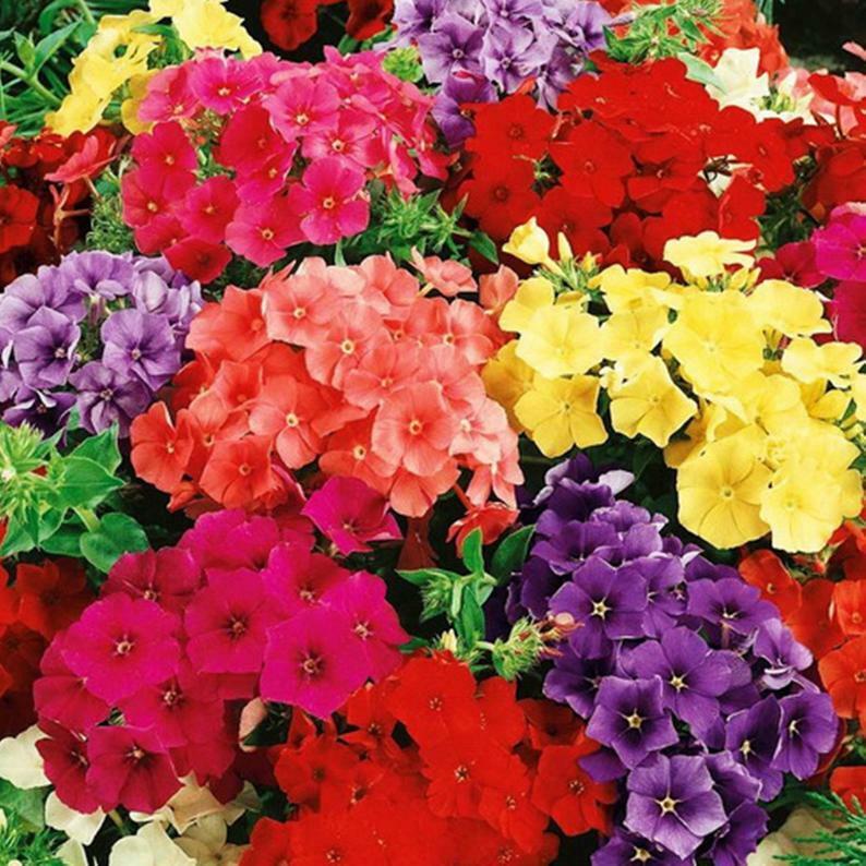 50 Purple Orange Pink Phlox Seeds Flower Perennial Flowers Seed 104 US SELLER