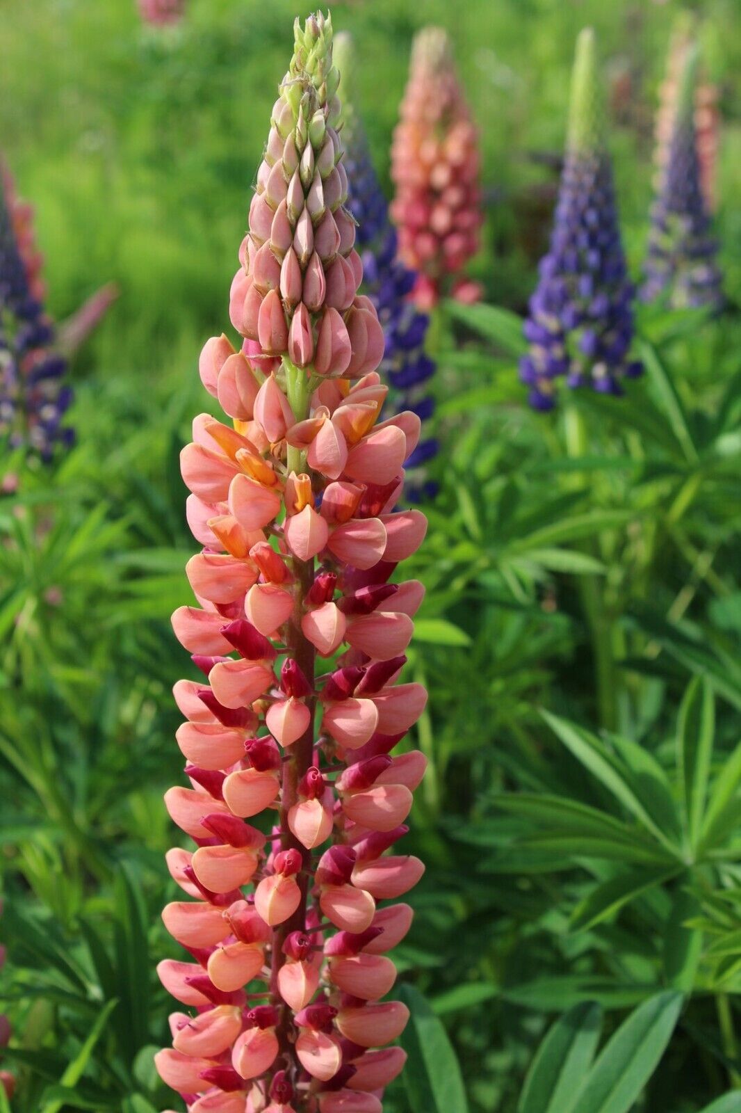 Green River 25 Pink Peach Lupine Seeds - Vibrant Spiky Blooms, Fast Growing Perennials, Premium Seeds, Decor Decoratives Thrives in Cool Climates, Spring Full Sun