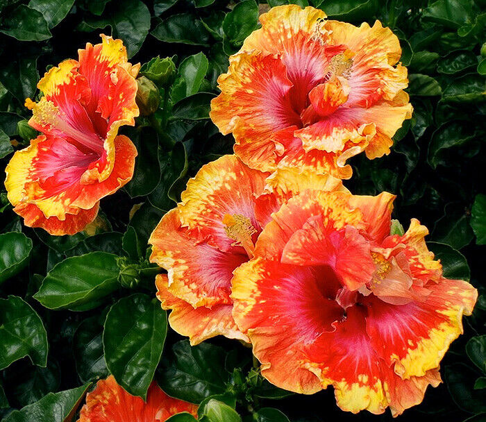 Green River 20 Orange Yellow Red Hibiscus Seeds - Premium Perennial Flower Seeds Pack for Tropical & Pollinator Gardens, Hardy Outdoor Seeds for Full Sun & Well-Drained Soil, Vibrant Garden Blooms Attracting Butterflies & Hummingbirds