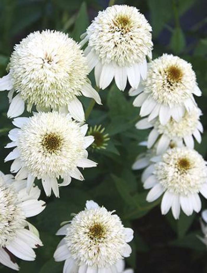 Green River 50 Double White Coneflower Seeds - Drought-Tolerant Decor Seeds for Pollinator Gardens, Perennial Blooms, Ideal for Summer Conditions