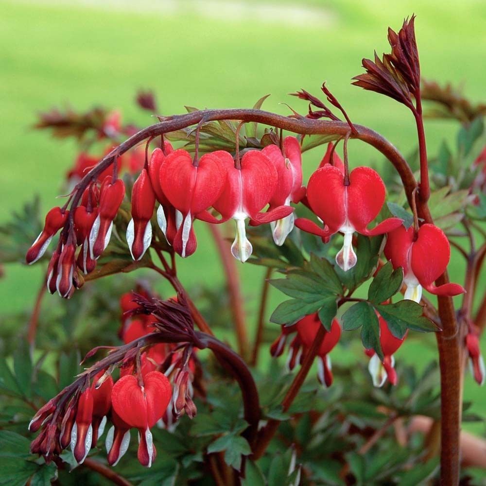 Green River 25 Red Bleeding Heart Seeds Premium Flower Seeds for Shade Gardens & Containers Climbing Perennial Heart Seed Flowers Butterfly Friendly Low Maintenance
