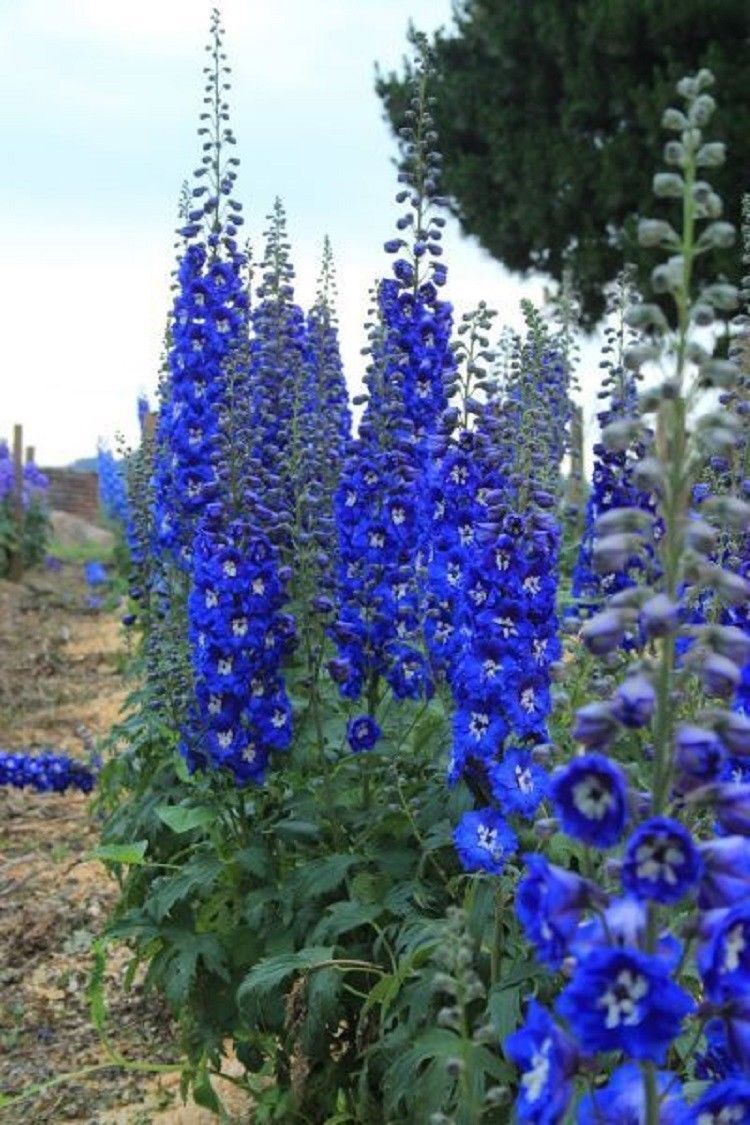 blue flower seed mix 50 Bright Blue Delphinium Mix Seeds Perennial Seed Flower Flowers 124 – Green River Seeds
