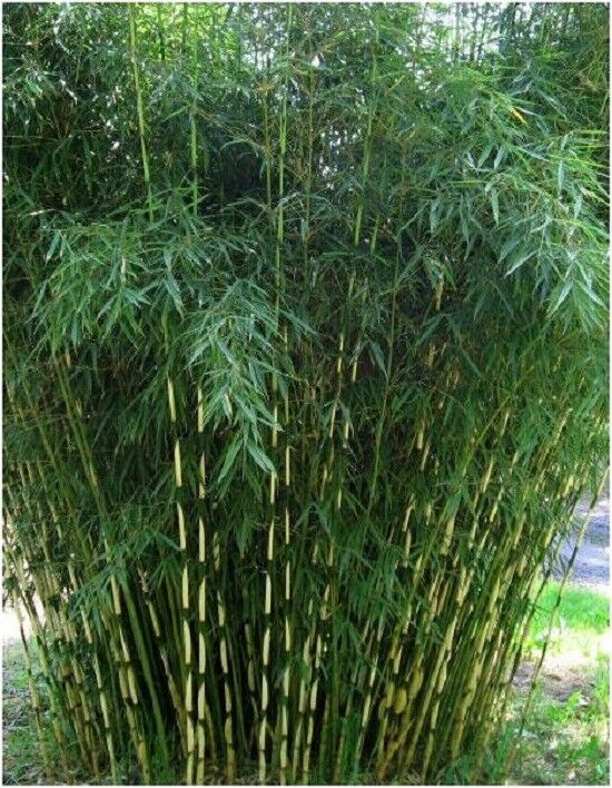 Green River 50 Pingwu Bamboo Seeds - Tall Bamboo Plant Seeds for Privacy Screens & Garden Landscaping – Premium Bamboo Seeds for Planting Outdoors or in Pots – Non-Invasive Fast-Growing Lawn Plants – Seeds for Gardening & More