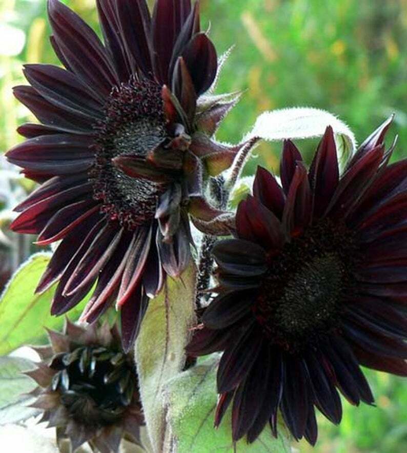 Green River 25 Velvet Queen Black Sunflower Seeds - Perennial Flower Seed Pack, Deep Red Blooms for Pollinator Gardens, Easy to Grow, Non-GMO for Outdoor Planting, Premium Heirloom Seeds