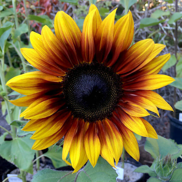 perineal flower seeds Green River 25 Firecracker Sunflower Seeds