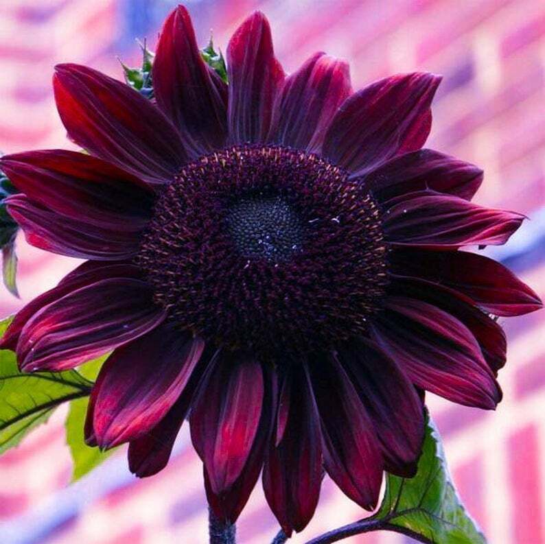 Green River 25 Chocolate Cherry Sunflower Seeds - Perennial Flower Seed Pack, Deep Red Blooms for Pollinator Gardens, Easy to Grow, Non-GMO for Outdoor Planting, Premium Heirloom Seeds