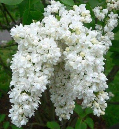 Green River 25 White Lilac Seeds - Fragrant Spring Bloomers for Garden & Decor Decoratives - Premium Seeds, Heirloom Variety for Pollinator Gardens