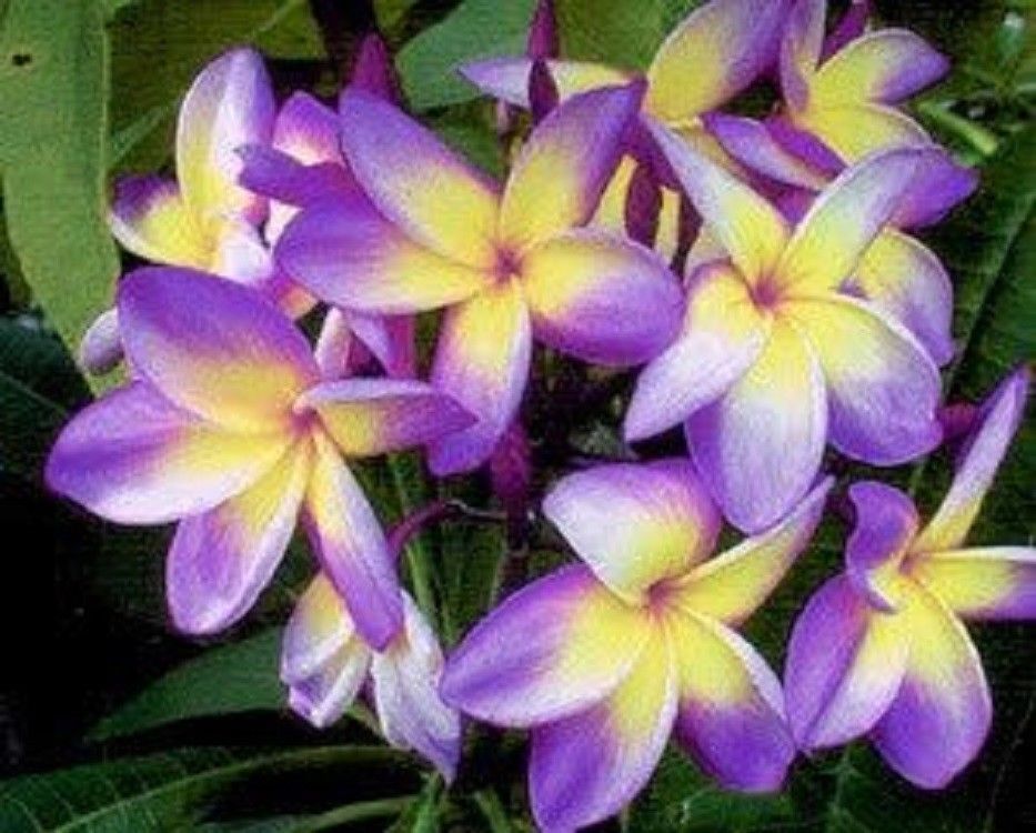 Green River 5 Yellow Purple Plumeria Seeds - Flower Seed Pack, Premium Tropical Blooms, Fragrant Perennial Plants for Garden Charm, Ideal for Leis and Containers