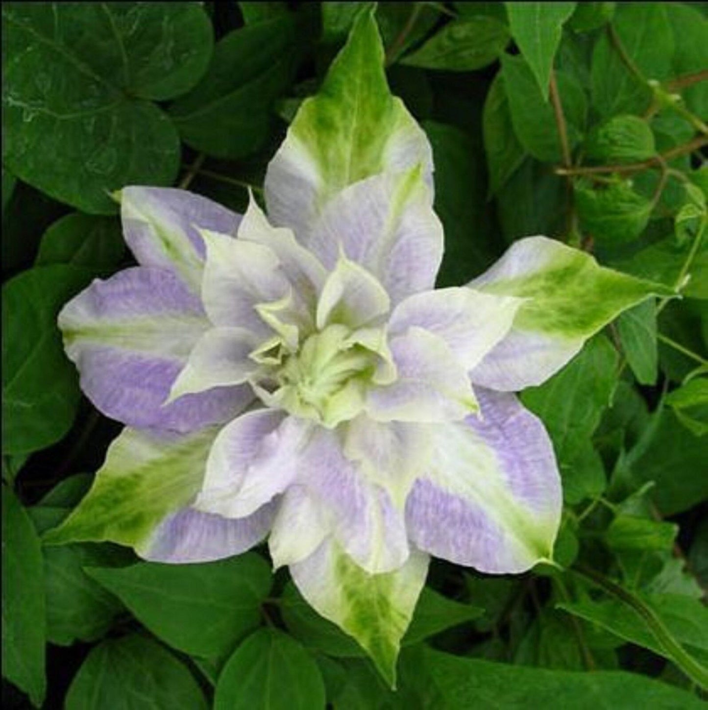 Green River Double Purple Green Clematis Seeds - 25 Flower Seed Pack, Perennial Climbing Vine, Dried Clematis Plant Seeds for Fences and Trellises, All Seasons, USDA Zones 4-9