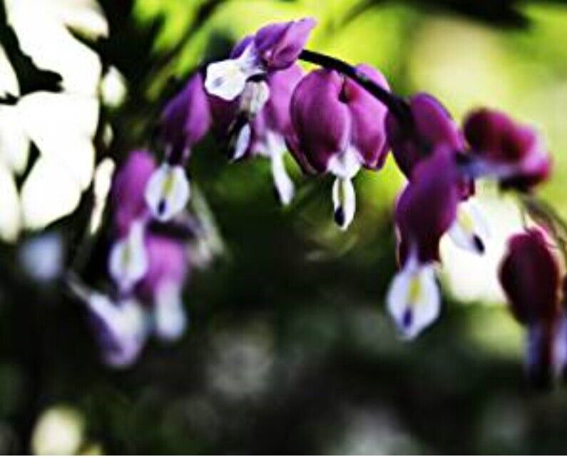 Green River 25 Dark Purple Bleeding Heart Seeds Premium Flower Seeds for Shade Gardens & Containers Climbing Perennial Heart Seed Flowers Butterfly Friendly Low Maintenance