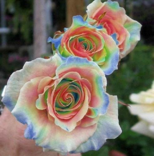 rare perennial flower seeds 10 Rainbow Rose Seeds Flower Bush Perennial Flowers Seed Bloom 266 US – Green River Seeds