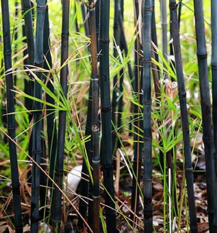 Green River 50 Black Bamboo Seeds - Tall Bamboo Plant Seeds for Privacy Screens & Garden Landscaping – Premium Bamboo Seeds for Planting Outdoors or in Pots – Non-Invasive Fast-Growing Lawn Plants – Seeds for Gardening & More