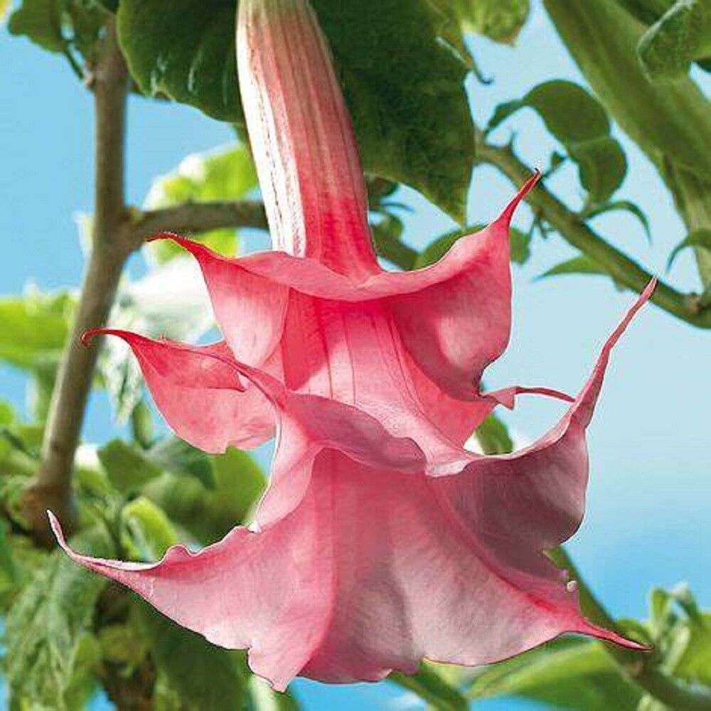 Green River Seeds 10 Double Pink Rose Angel Trumpet Seeds - Premium Brugmansia Flowers for Pots Patios & Cottage Gardens - Fast Growing Exotic Scented Blooms for Full Sun Zones