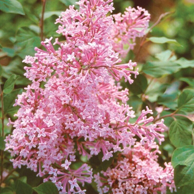 Green River 25 Coral Lilac Seeds - Fragrant Spring Bloomers for Garden & Decor Decoratives - Premium Seeds, Heirloom Variety for Pollinator Gardens