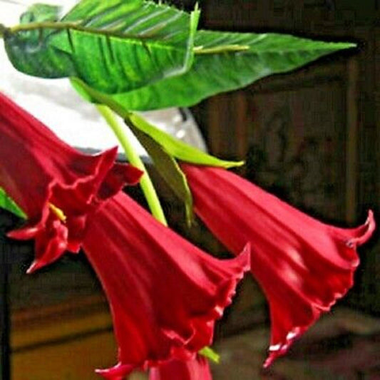 Green River Seeds 10 Candy Red Angel Trumpet Seeds - Premium Brugmansia Flowers for Pots Patios & Cottage Gardens - Fast Growing Exotic Scented Blooms for Full Sun Zones