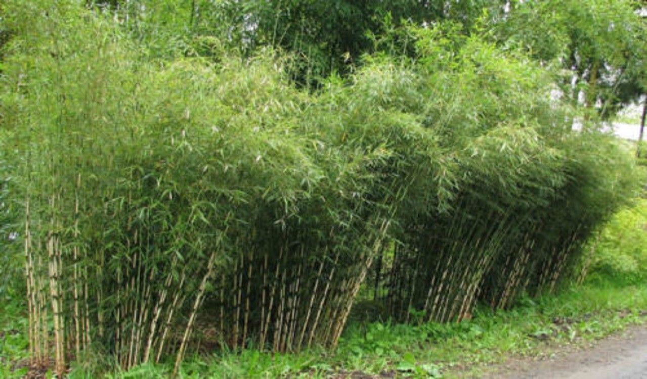 Green River 50 Umbrealla Bamboo Seeds - Tall Bamboo Plant Seeds for Privacy Screens & Garden Landscaping – Premium Bamboo Seeds for Planting Outdoors or in Pots – Non-Invasive Fast-Growing Lawn Plants – Seeds for Gardening & More