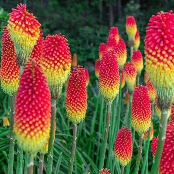 Green River 25 Royal Castle Hot Poker Torch Lily Flower Seeds- Premium Perennial Flower Seeds for Pollinator Gardens, Borders & Full Sun, Torch Lily Seeds for Planting, Heat-Tolerant, Vibrant Spikes for Cottage Garden Color