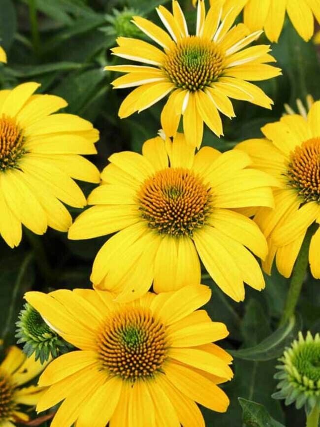 Green River 50 Lemon Yellow Coneflower Seeds - Drought-Tolerant Decor Seeds for Pollinator Gardens, Perennial Blooms, Ideal for Summer Conditions
