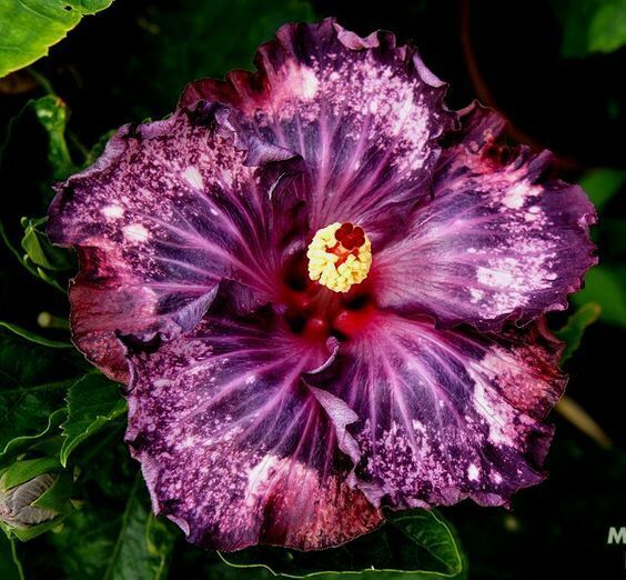 hibiscus plant seeds Green River 20 Dark Purple Pink Hibiscus Seeds