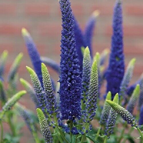 100 Blue Veronica Seeds Speedwell Royal Candle Perennial Flowers 258 U –  Green River Seeds