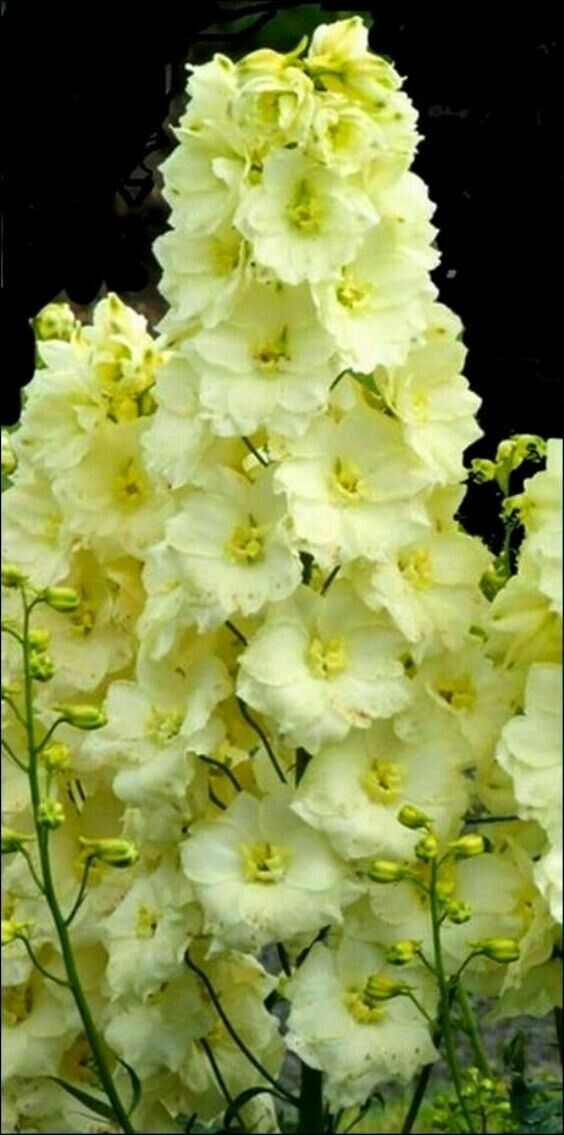 Green River 50 Yellow Delphinium Seeds - Flower Seed Pack, Perennial Delphinium Flower Seeds, Tall Spikes for Borders, Premium Garden Plant Seeds for Planting