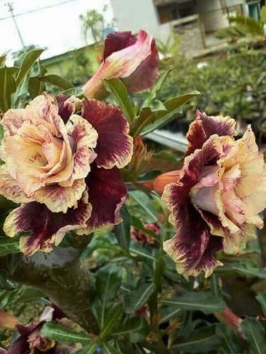 Green River 4 Cream Maroon Desert Rose Seeds - Premium Exotic Succulent Flower Seeds for Indoor Pots Bonsai & Tropical Decor Drought-Tolerant, Easy to Grow Unique Trunk, Premium Seed Pack for Collectors