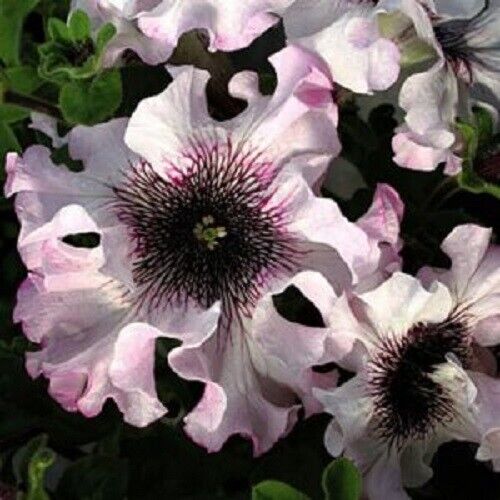 Green River 50 Ruffle Pink White Petunia Seeds - Decor Decoratives for Pots, Premium Seeds for Pots, Hanging Baskets & Flower Beds - Easy to Grow, Vibrant, Cascading Beauty - Full Sun, Spring to Fall Blooms