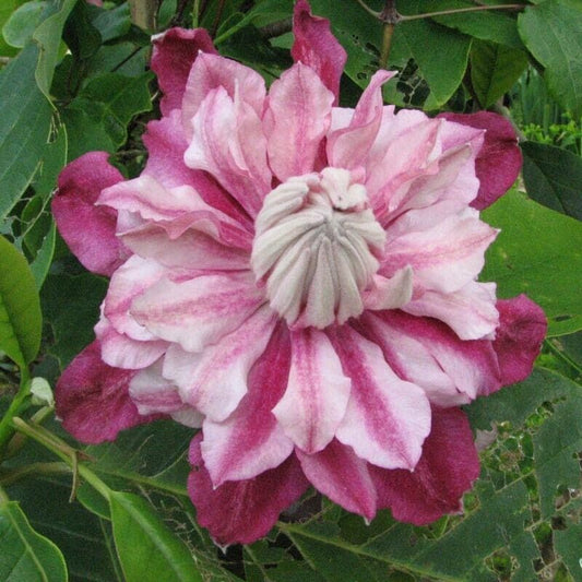 Green River Patricia Clematis Seeds - 25 Flower Seed Pack, Perennial Climbing Vine, Dried Clematis Plant Seeds for Fences and Trellises, All Seasons, USDA Zones 4-9