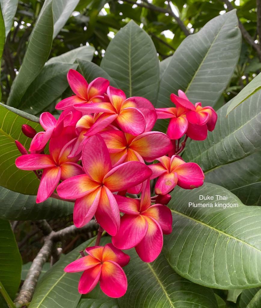 Green River 5 Duke Thai Plumeria Seeds - Flower Seed Pack, Premium Tropical Blooms, Fragrant Perennial Plants for Garden Charm, Ideal for Leis and Containers