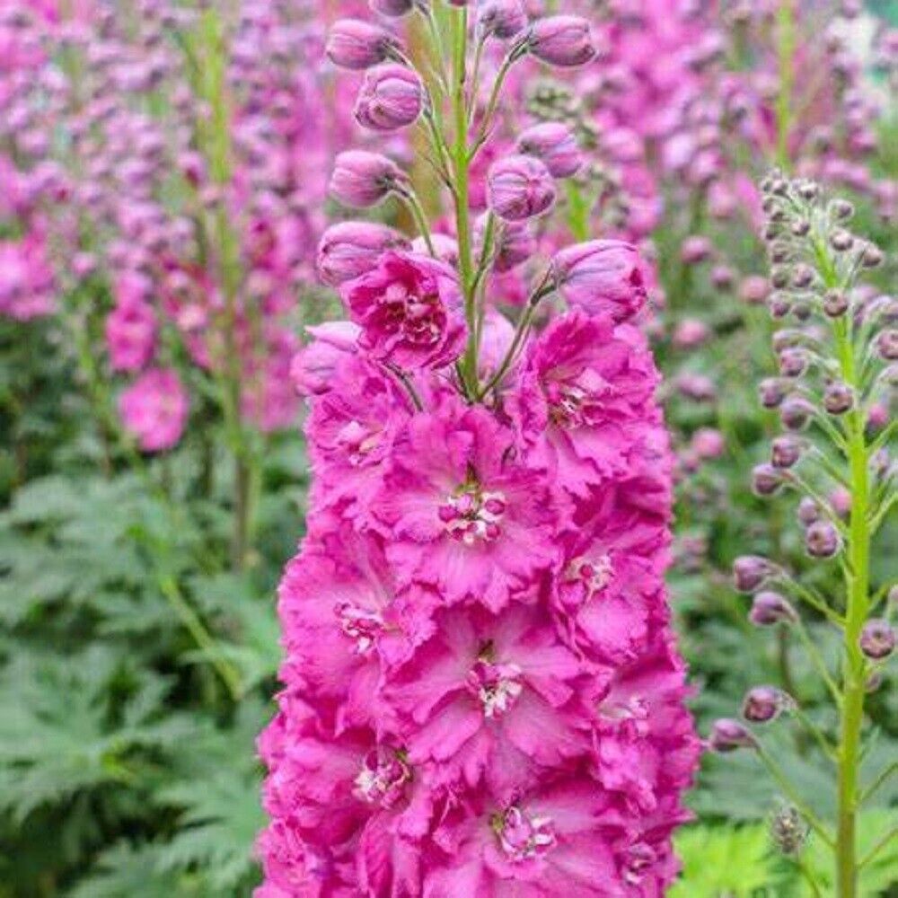 Green River 50 Bright Pink Delphinium Seeds - Flower Seed Pack, Perennial Delphinium Flower Seeds, Tall Spikes for Borders, Premium Garden Plant Seeds for Planting