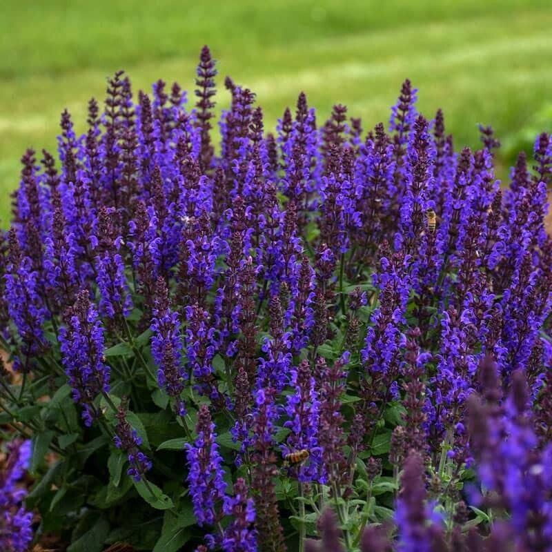 Green River 50 Bumbleblue Salvia Seeds - Vibrant Perennial Flower Seeds for Borders & Pollinator Gardens, Drought-Tolerant, Butterfly Magnet, All Seasons, Bag, Partial Sun