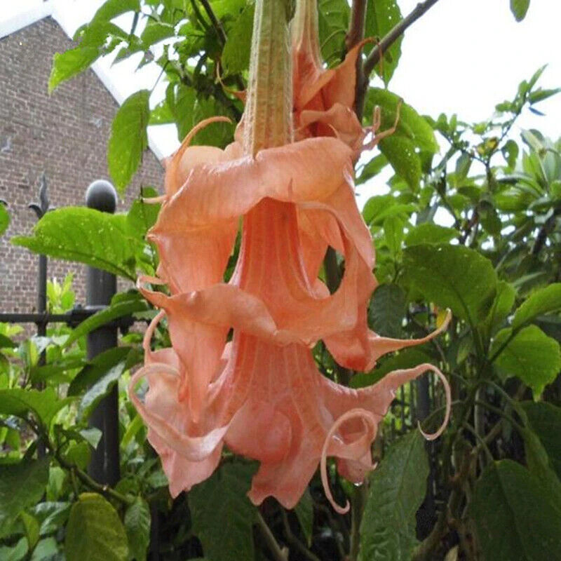 Green River Seeds 10 Triple Flamango Angel Trumpet Seeds - Premium Brugmansia Flowers for Pots Patios & Cottage Gardens - Fast Growing Exotic Scented Blooms for Full Sun Zones
