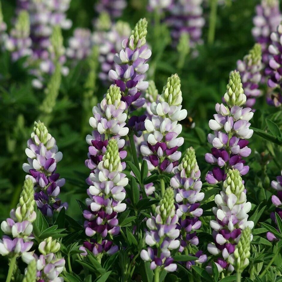Green River 25 Lilac White Lupine Seeds - Vibrant Spiky Blooms, Fast Growing Perennials, Premium Seeds, Decor Decoratives Thrives in Cool Climates, Spring Full Sun
