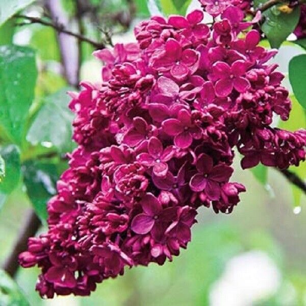 Green River 25 Red French Lilac Seeds - Fragrant Spring Bloomers for Garden & Decor Decoratives - Premium Seeds, Heirloom Variety for Pollinator Gardens
