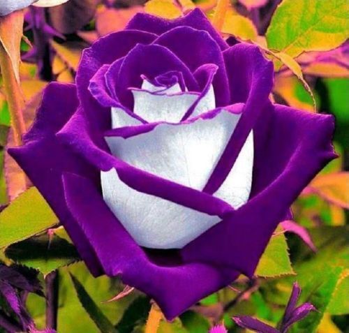 white roses seeds 10 White Purple Rose Seeds Flower Bush Perennial Shrub Flowers Seed 26 – Green River Seeds