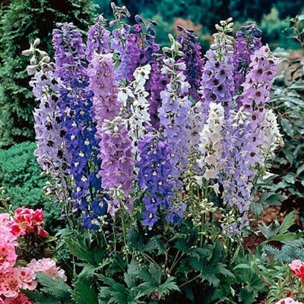 Green River 50 Magic Fountain Delphinium Seeds - Flower Seed Pack, Perennial Delphinium Flower Seeds, Tall Spikes for Borders, Premium Garden Plant Seeds for Planting