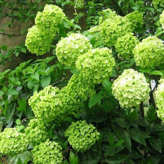 Green River 5 Lime Light Hydrangea Seeds – Premium Flower Seeds for Elegant Cottage Gardens, Patios & Borders – Rare Perennial Bush with Bold Summer Blooms – Hydrangea Limelight Seeds, Premium Seed Pack for Planting & Growing Beauty