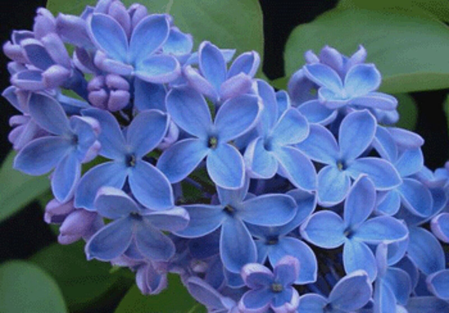 Green River 25 Blue Lilac Seeds - Fragrant Spring Bloomers for Garden & Decor Decoratives - Premium Seeds, Heirloom Variety for Pollinator Gardens