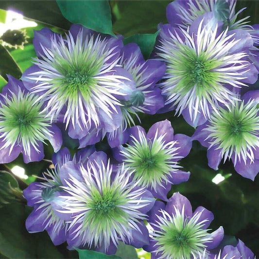 Green River Crystal Fountai Clematis Seeds - 25 Flower Seed Pack, Perennial Climbing Vine, Dried Clematis Plant Seeds for Fences and Trellises, All Seasons, USDA Zones 4-9