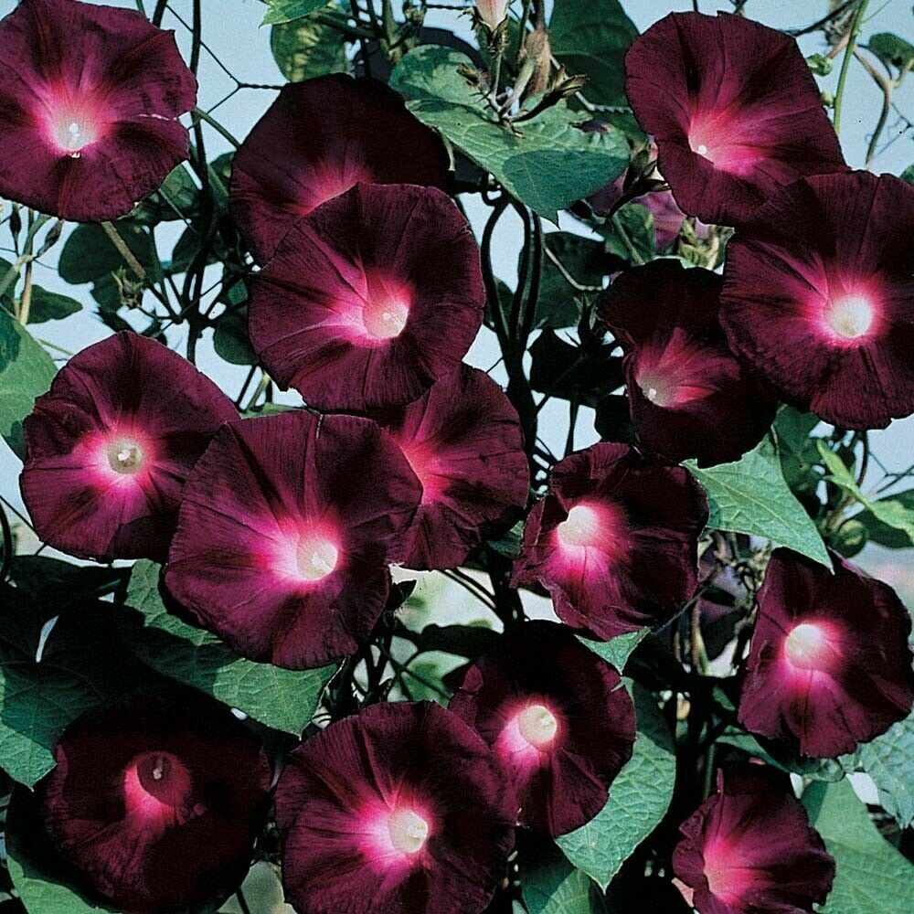 Green River 20 Black Knight Morning Glory Seeds- Flower Seed Pack, Climbing Vine, Full Sun Blooms, Annual-Perennial Mix, Pollinator Friendly, Premium Seeds for Trellis and Fences