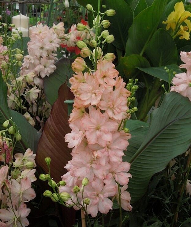 Green River 50 Salmon King Delphinium Seeds - Flower Seed Pack, Perennial Delphinium Flower Seeds, Tall Spikes for Borders, Premium Garden Plant Seeds for Planting